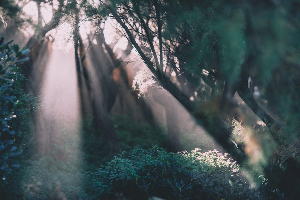 Magical forest metaphor for Canva's Magic AI